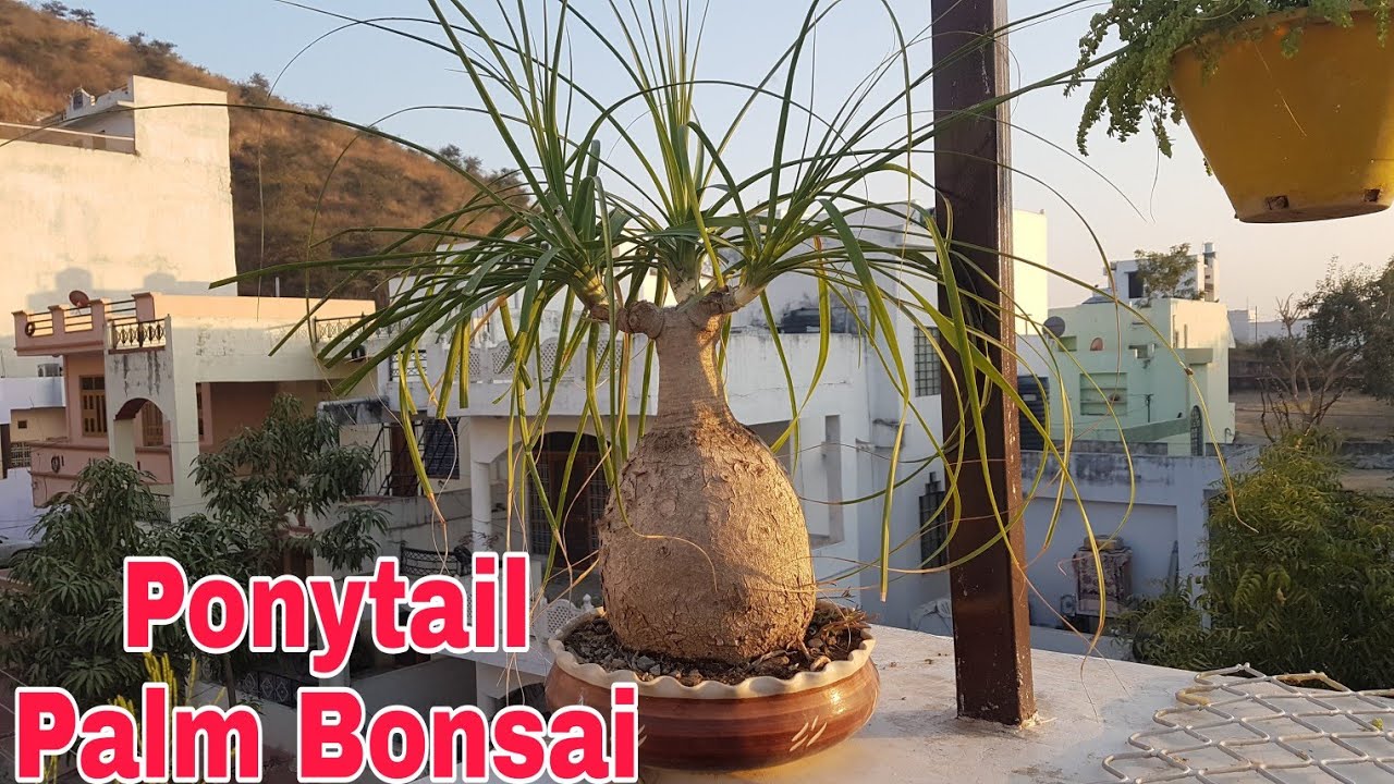 How to make Ponytail Palm Bonsai