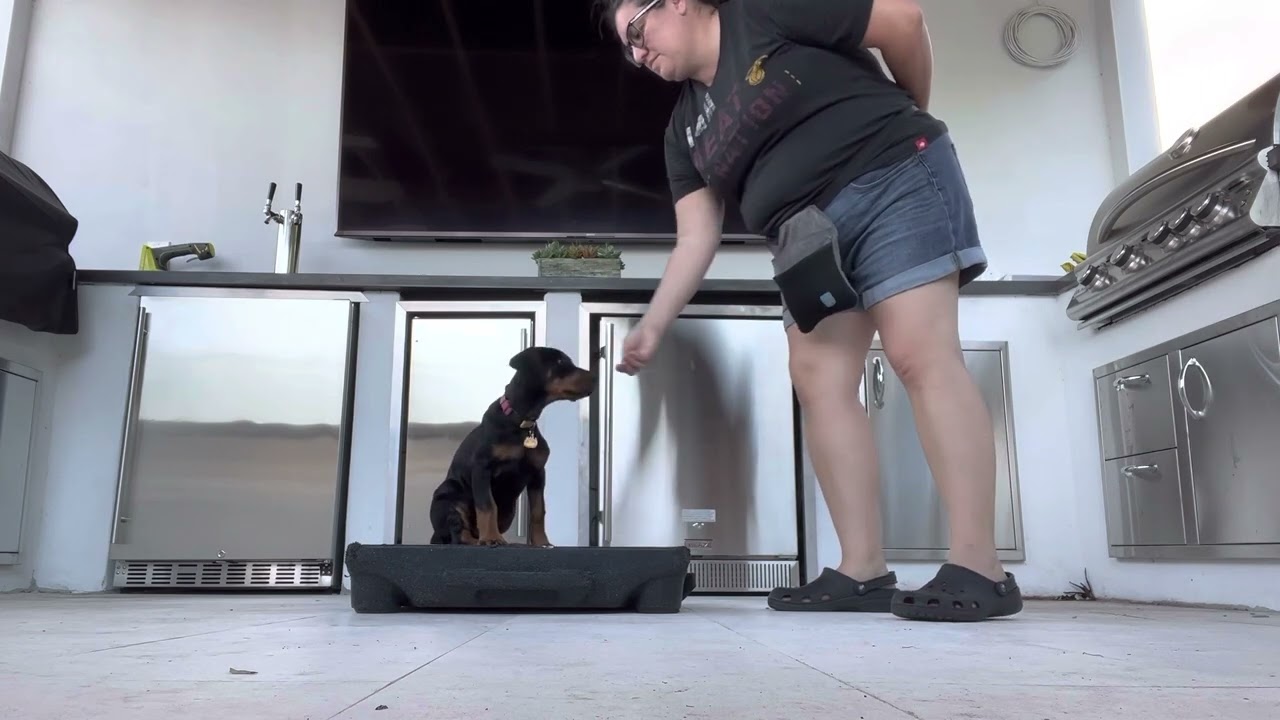 Coco Doberman puppy - miami dog training - working on foundations for obedience - clicker training