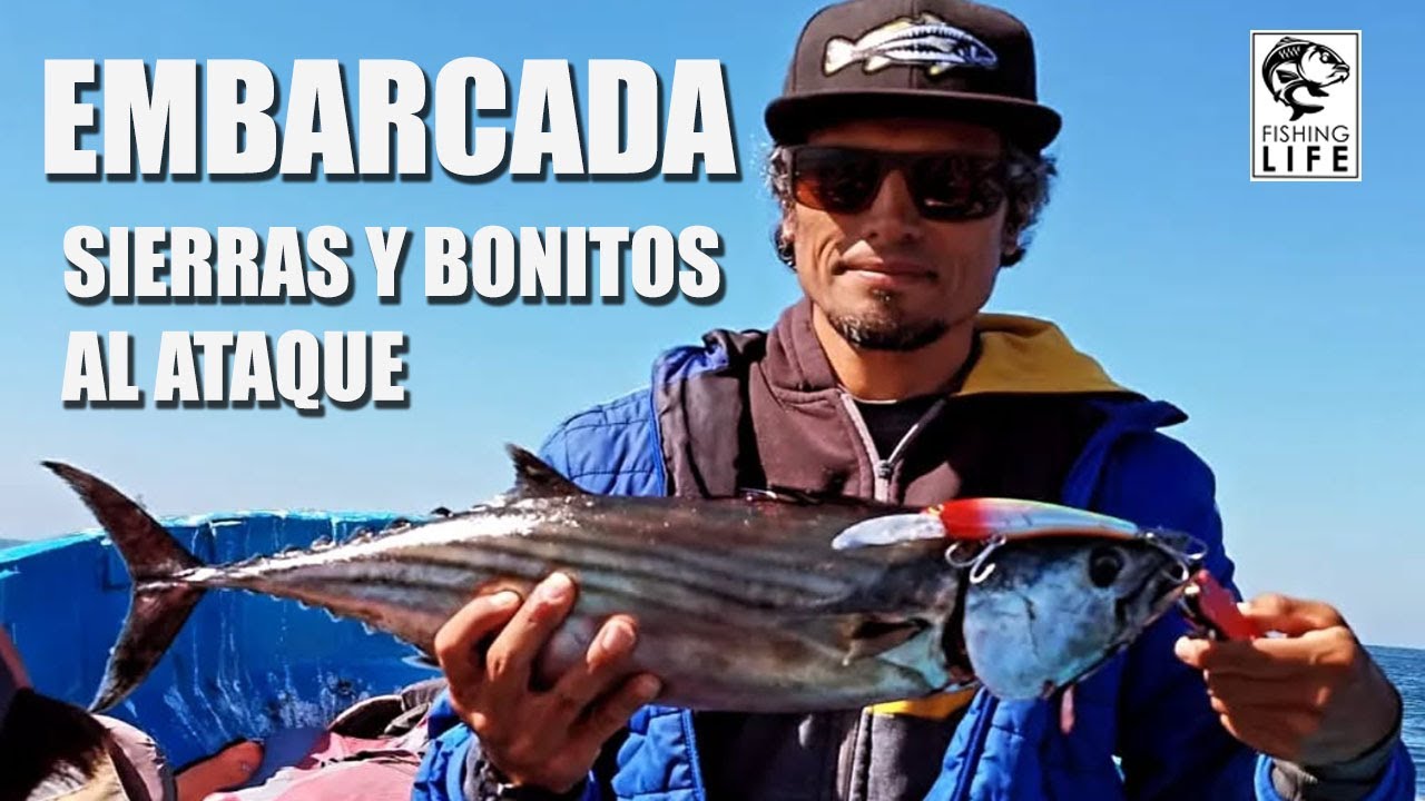 Embarcada en san antonio quinta región, señuelo badfish al ataque con bonitos y sierras
