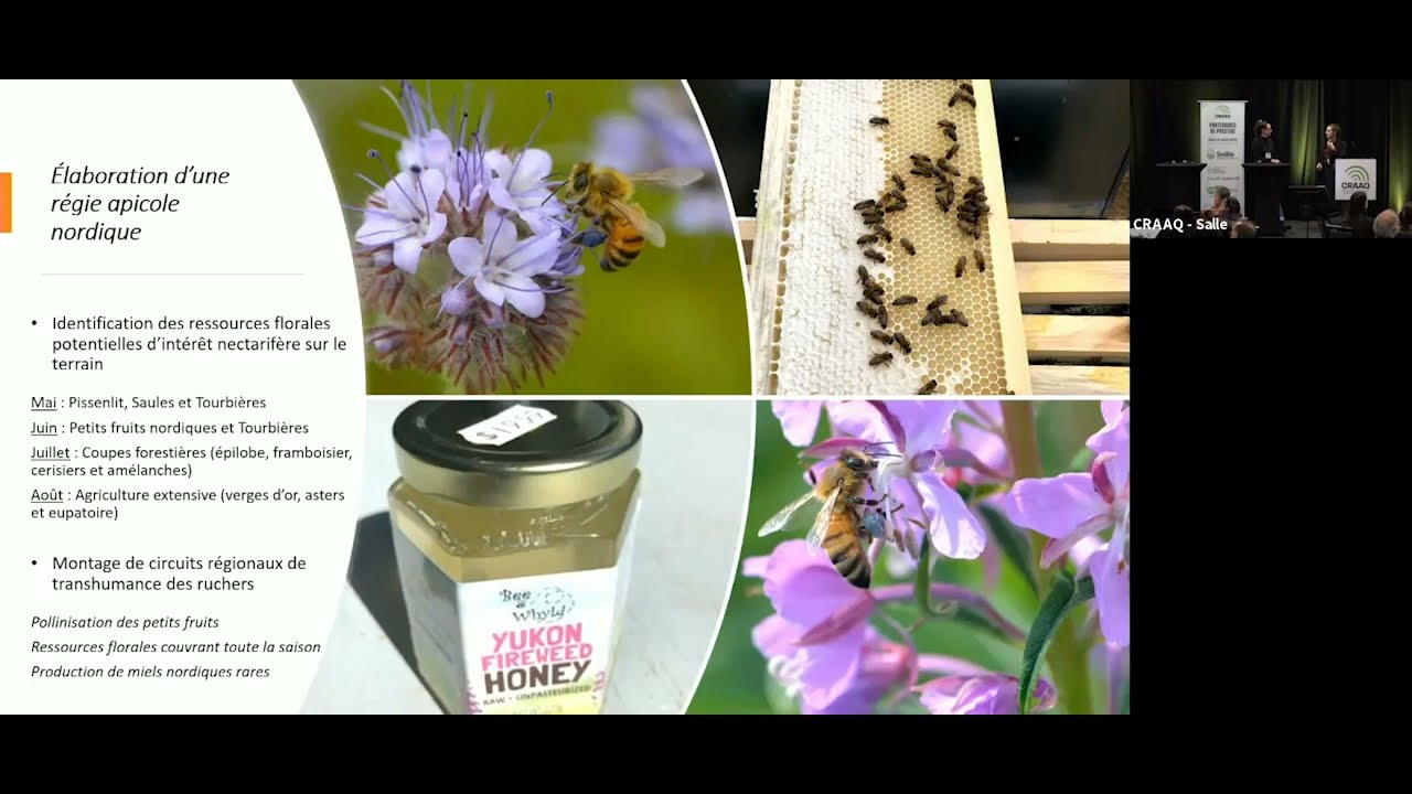 Plantes florifères et engrais verts pour nourrir les abeilles et le sol nordique