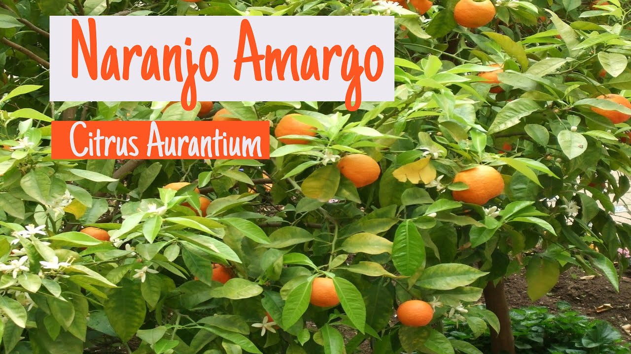 Propiedades medicinales del NARANJO AMARGO ( Citrus Aurantium)