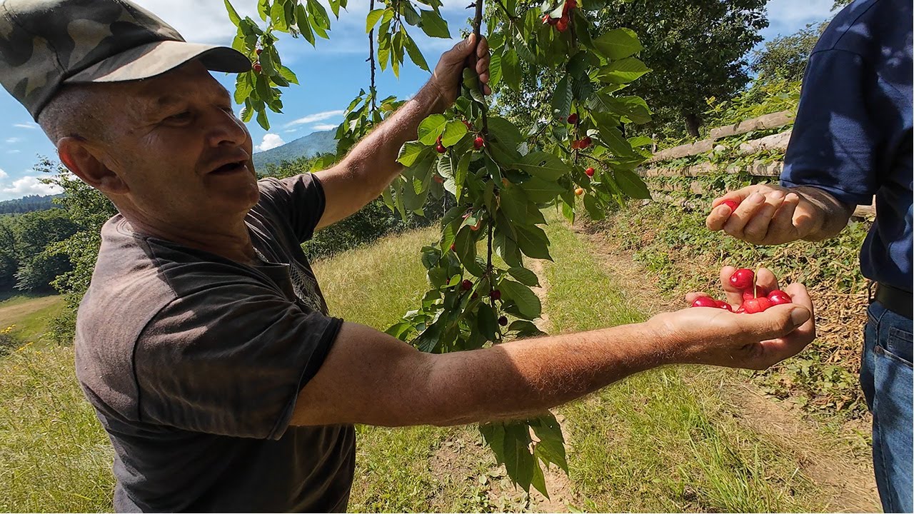 Beračima trešanja daje dnevnicu 50 eura i hranu