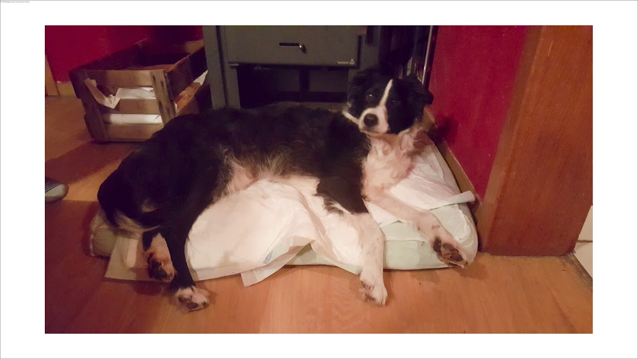 Hund lernt wieder laufen