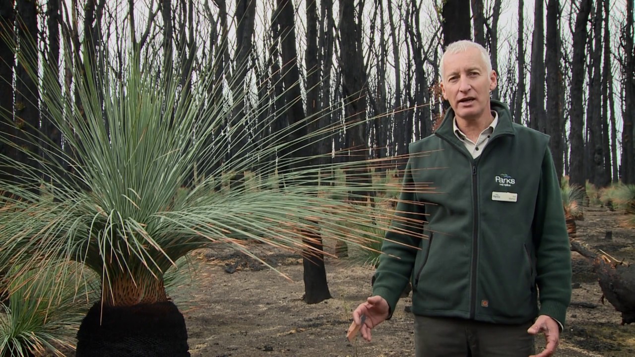 Kinglake National Park: A forest recovery story