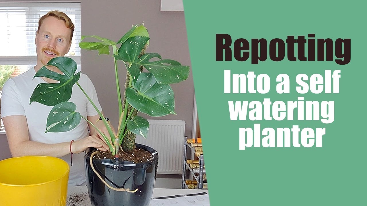 Repot into Lechuza self watering planter -  Monstera thai constellation repotting - How to set up
