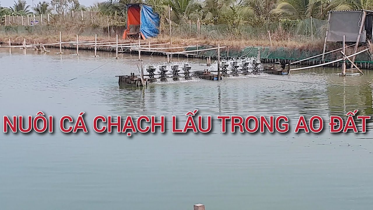 Mô Hình Nuôi Cá Chạch Lấu Trong Ao Đất Đạt Hiệu Quả Kinh Tế Cao