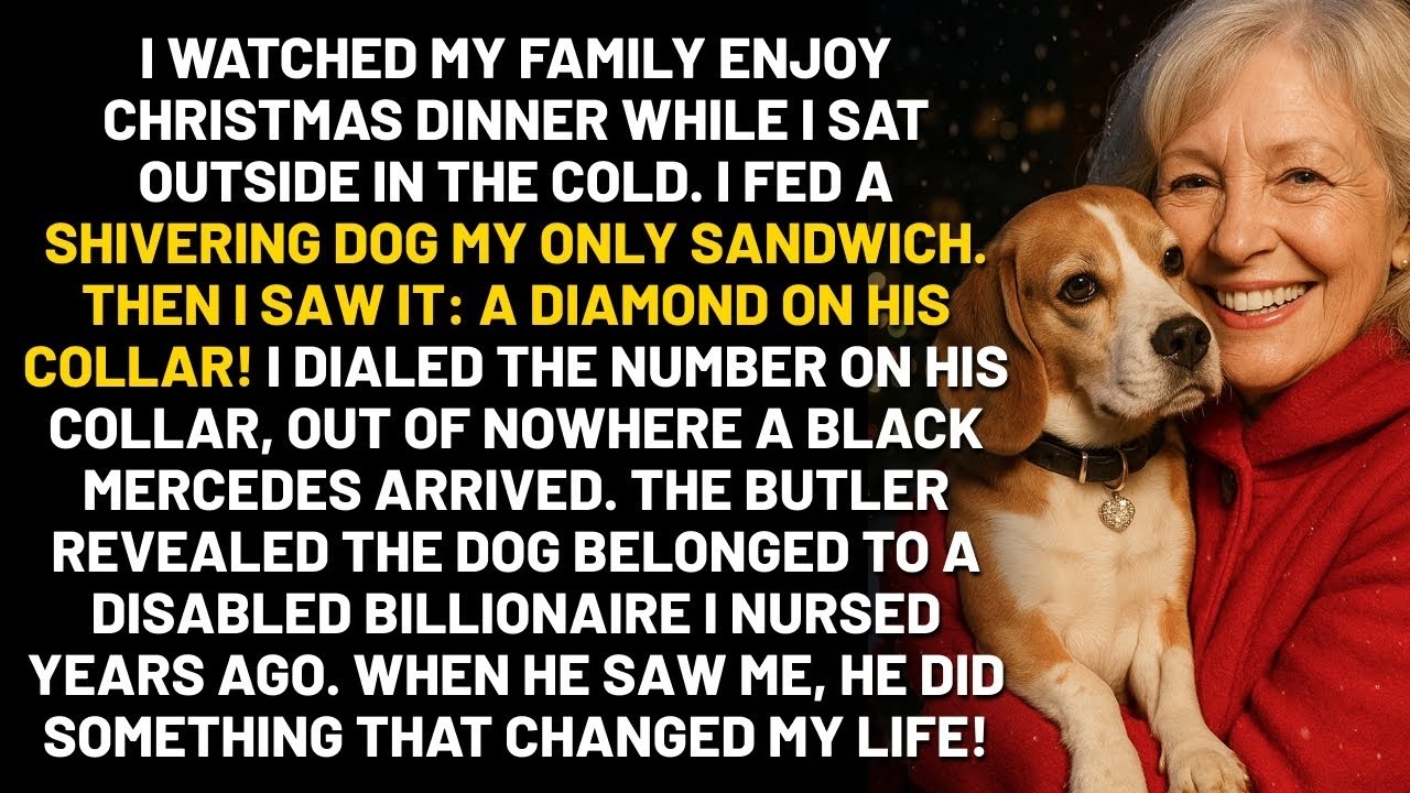 My Family Ate Thanksgiving Dinner While I Sat Outside  I Fed A Stray Dog  The Dog's Collar Had