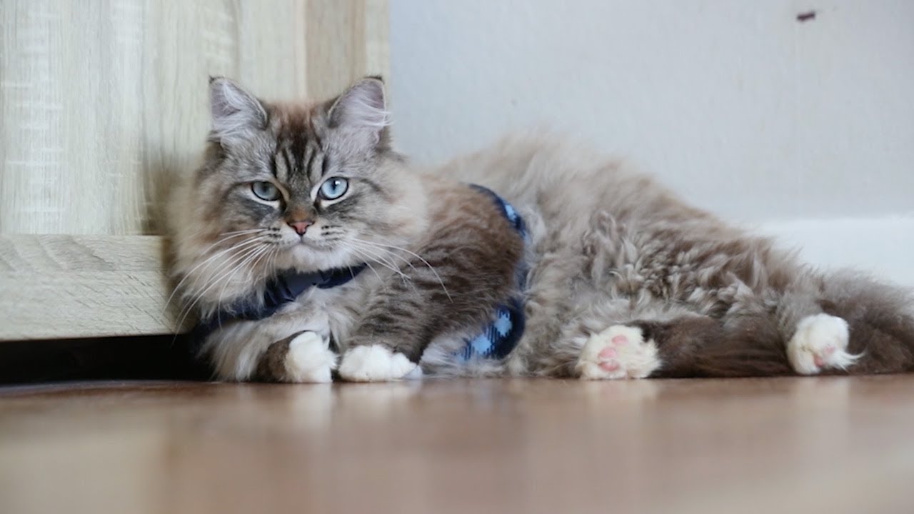 Rare Hermaphrodite Cat Leaves Owner Baffled