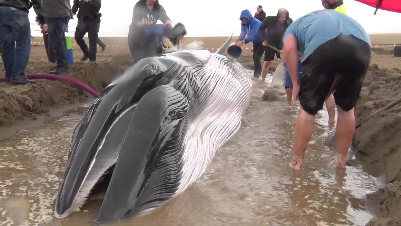 la ballena varada en Punta del Moral /Whale stranded in Punta del Moral, Spain