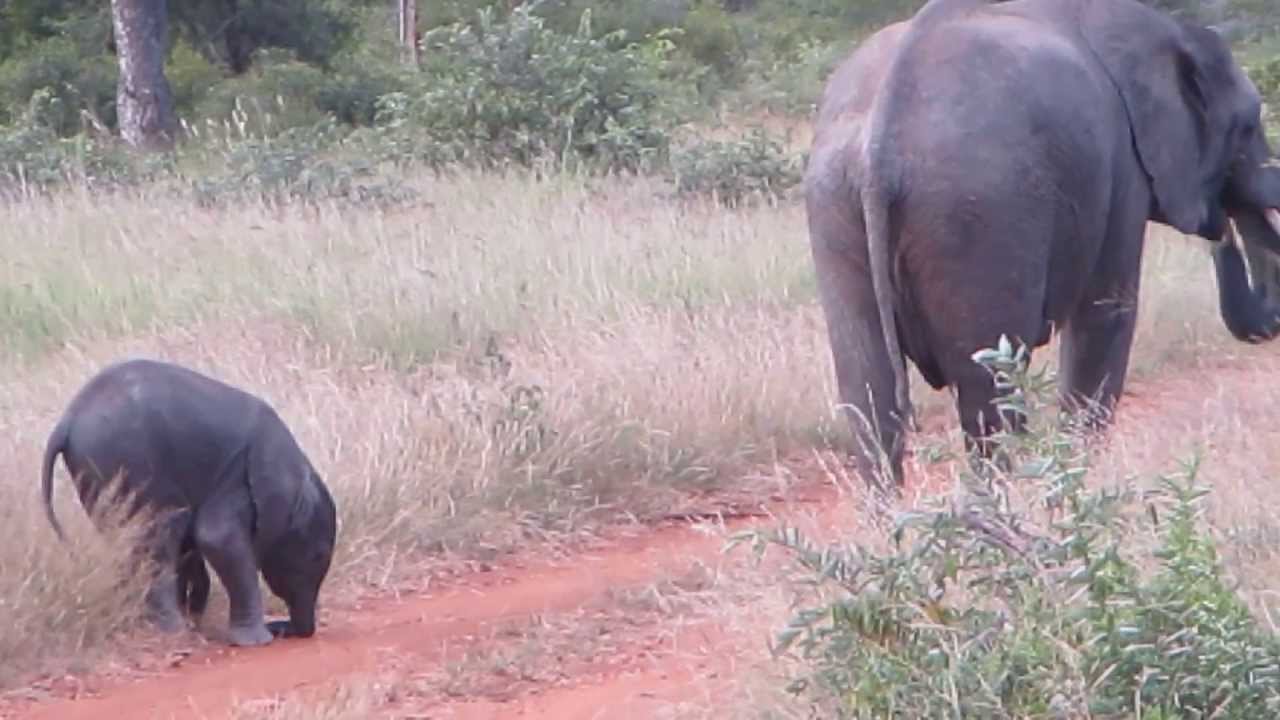 Baby elephant finding his feet and trunk