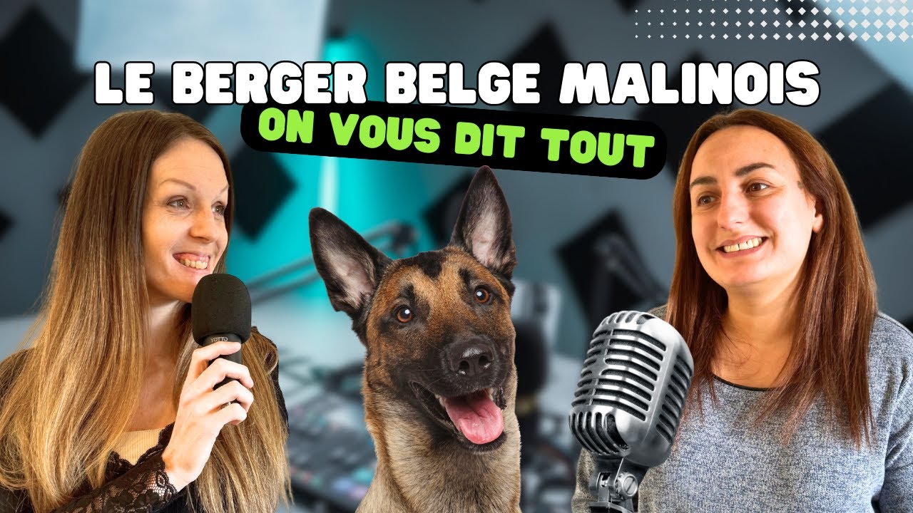 Le BERGER BELGE MALINOIS avec Marie et Chlo&eacute; | Nature de Chien