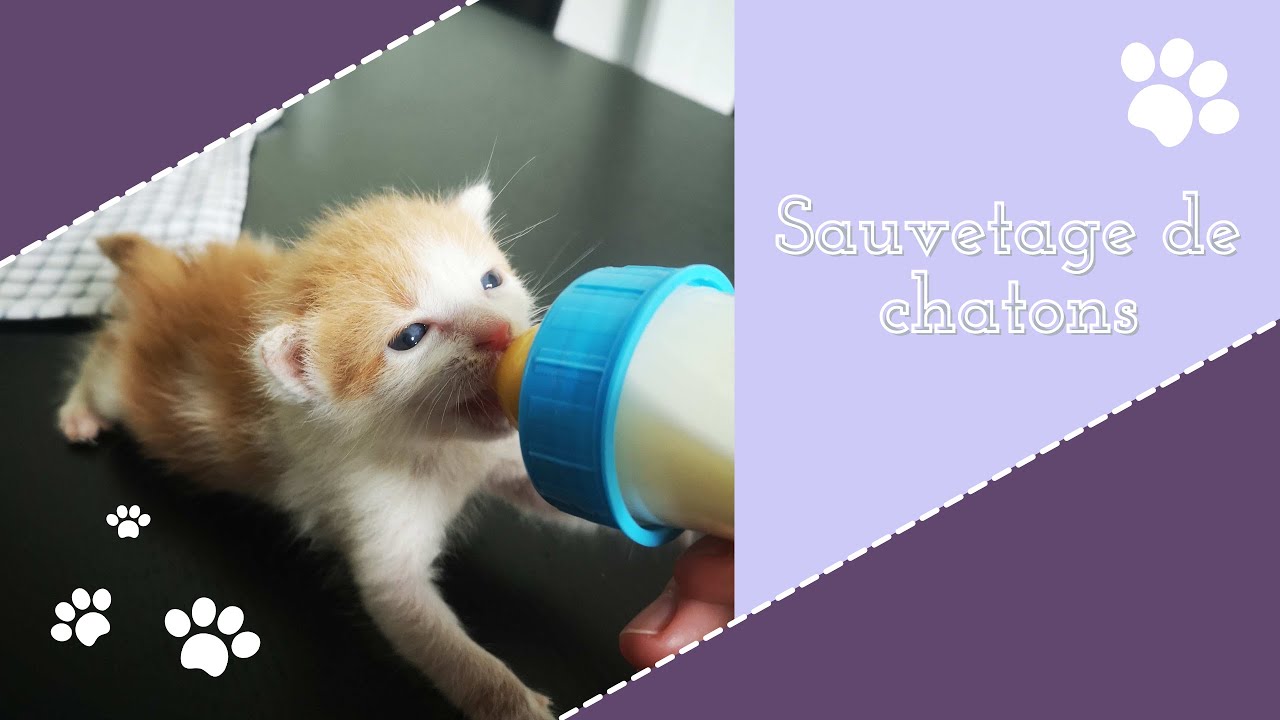 JE SAUVE DES CHATONS ! Famille D'accueil : Comment s'occuper de vos chatons nouveaux nés ?