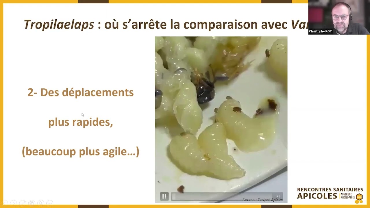 Tropilaelaps : pire que varroa ? RSA_2025