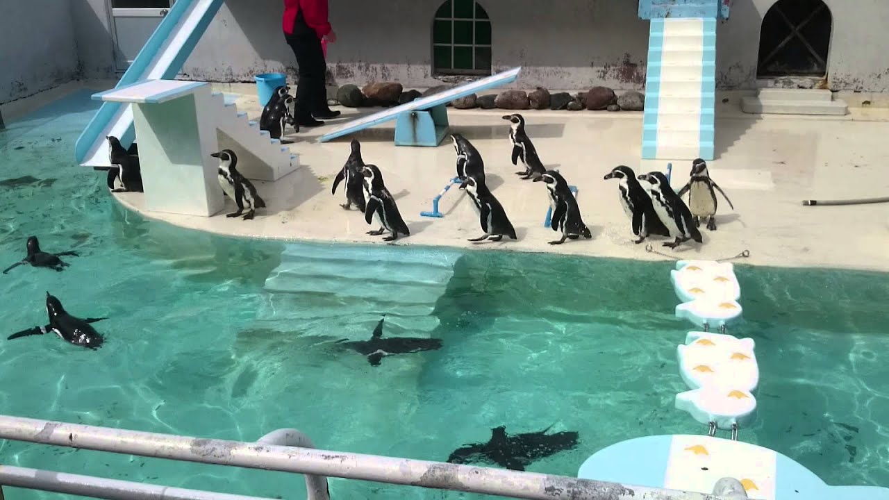 【おたる水族館】ペンギンショー(カラス乱入)