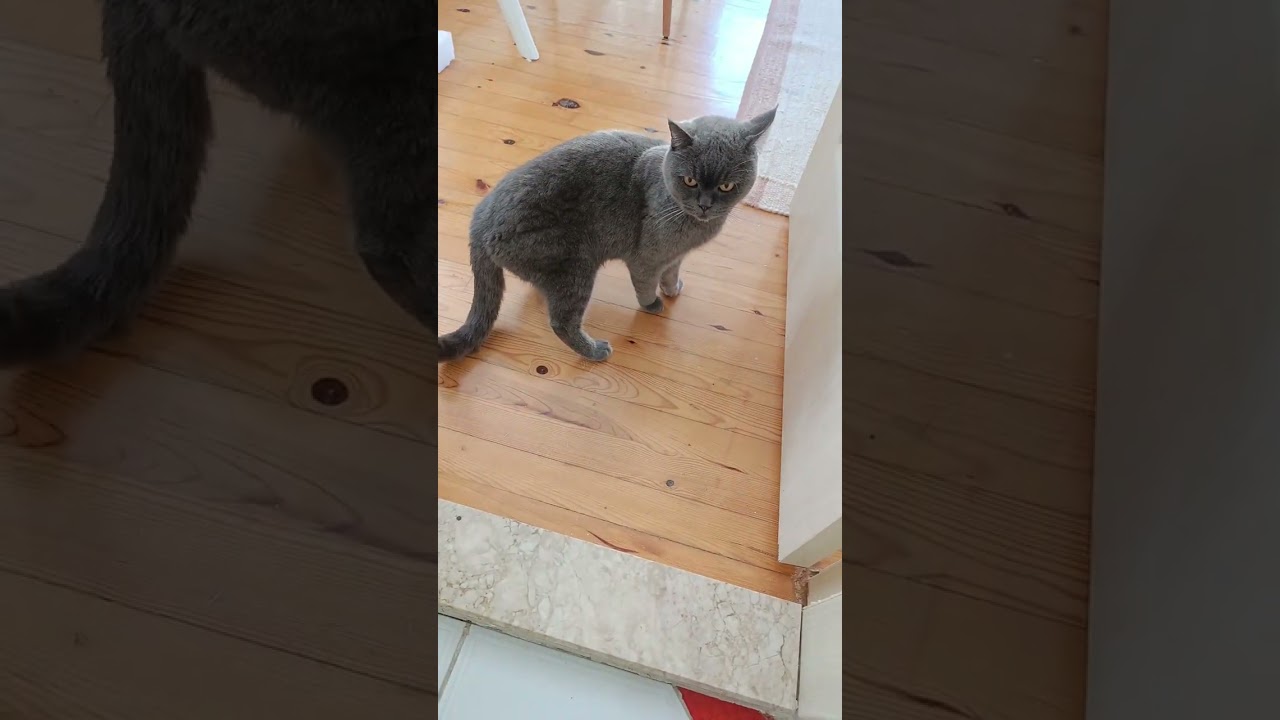 Gofrete misafir gelmiş. Duman hanım 🐱🐈❤️🐾🐈‍⬛