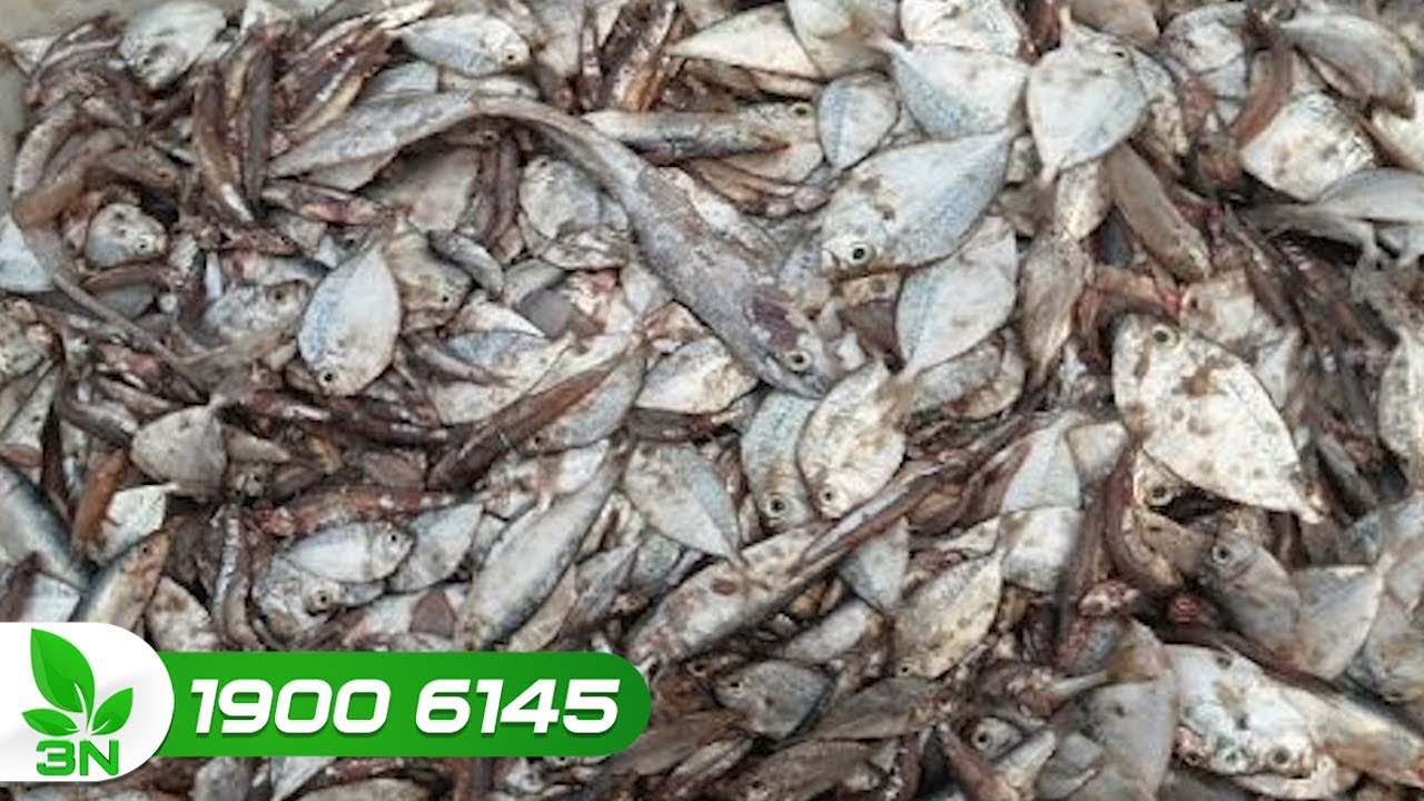 Ủ phân cá làm phân bón cho cây trồng: Liệu có 
