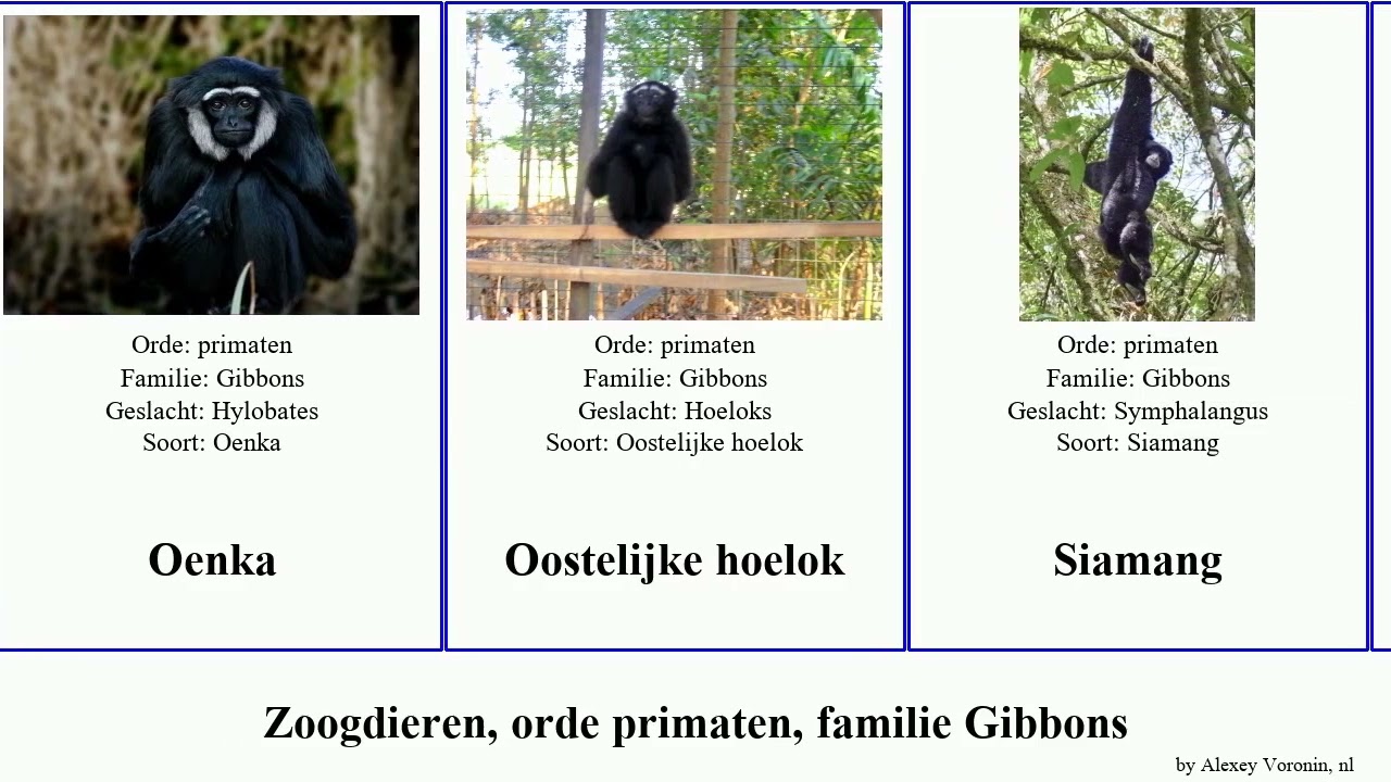 Zoogdieren, orde primaten, familie Gibbons zoogdieren orde primaten, familie Gibbons.mammal  siki