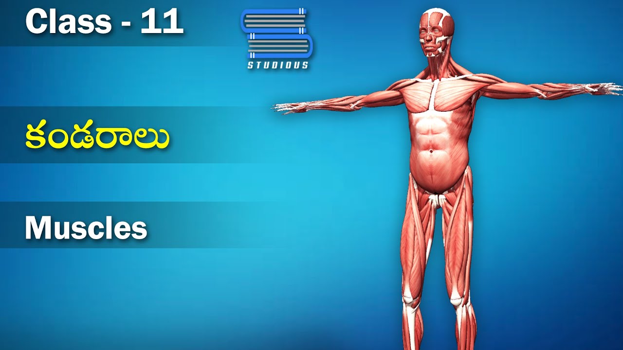 కండరాలు – Muscles | Locomotion and movement | Biology Telugu | Class 11 | Inter 2nd Year