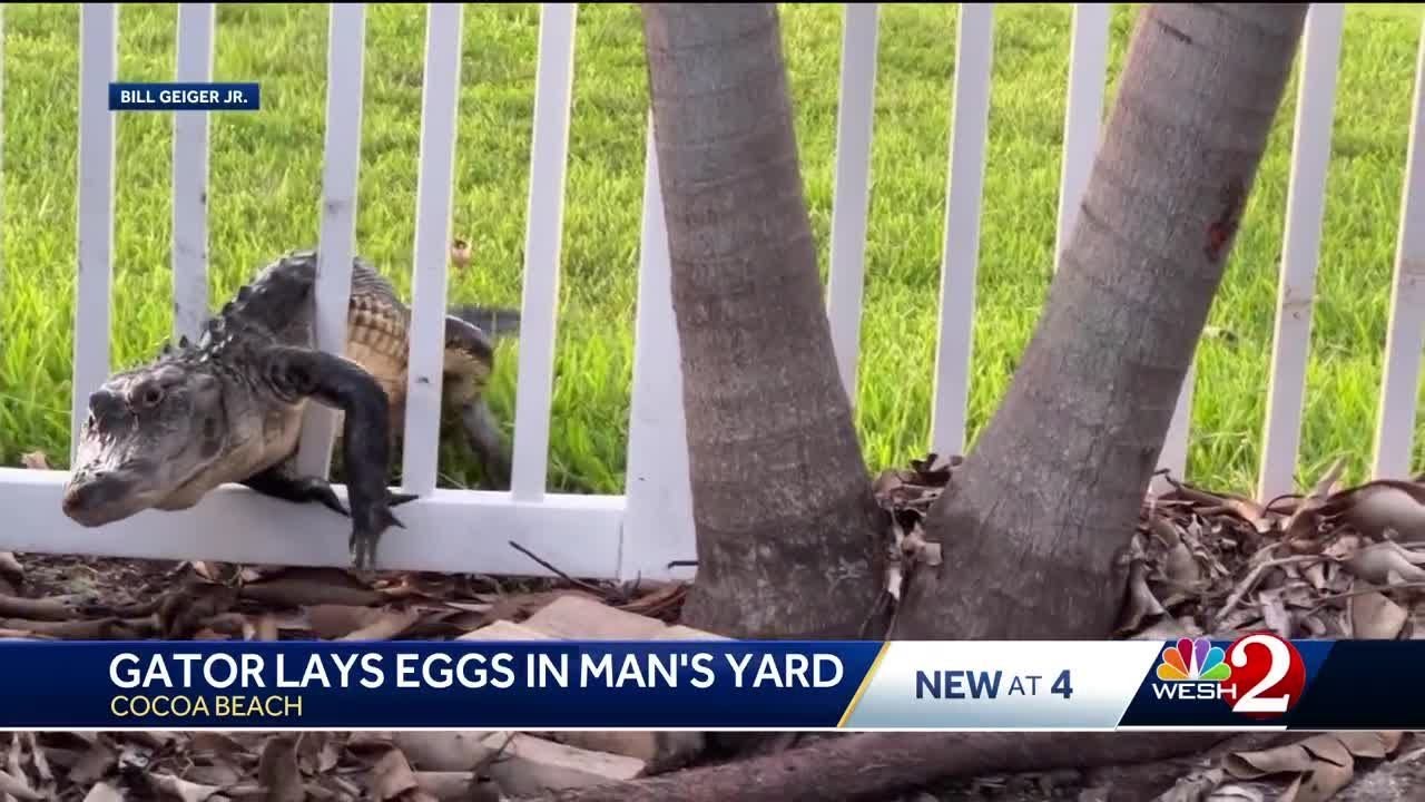 Gator lays eggs in Cocoa Beach man's yard
