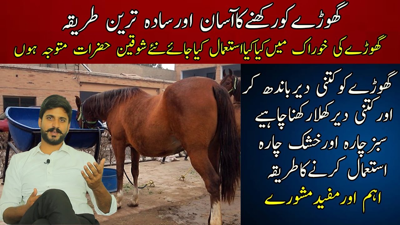 What we have to use in horse food || An easy and simple way to raise a horse || Best Feed for Horses