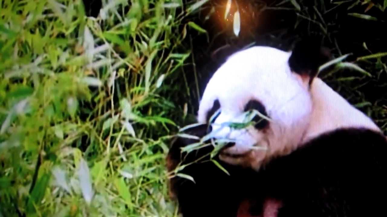 Meet Pete My Pet  Created By  Dave B Ransome Wonderland886 Black Enterprise USA