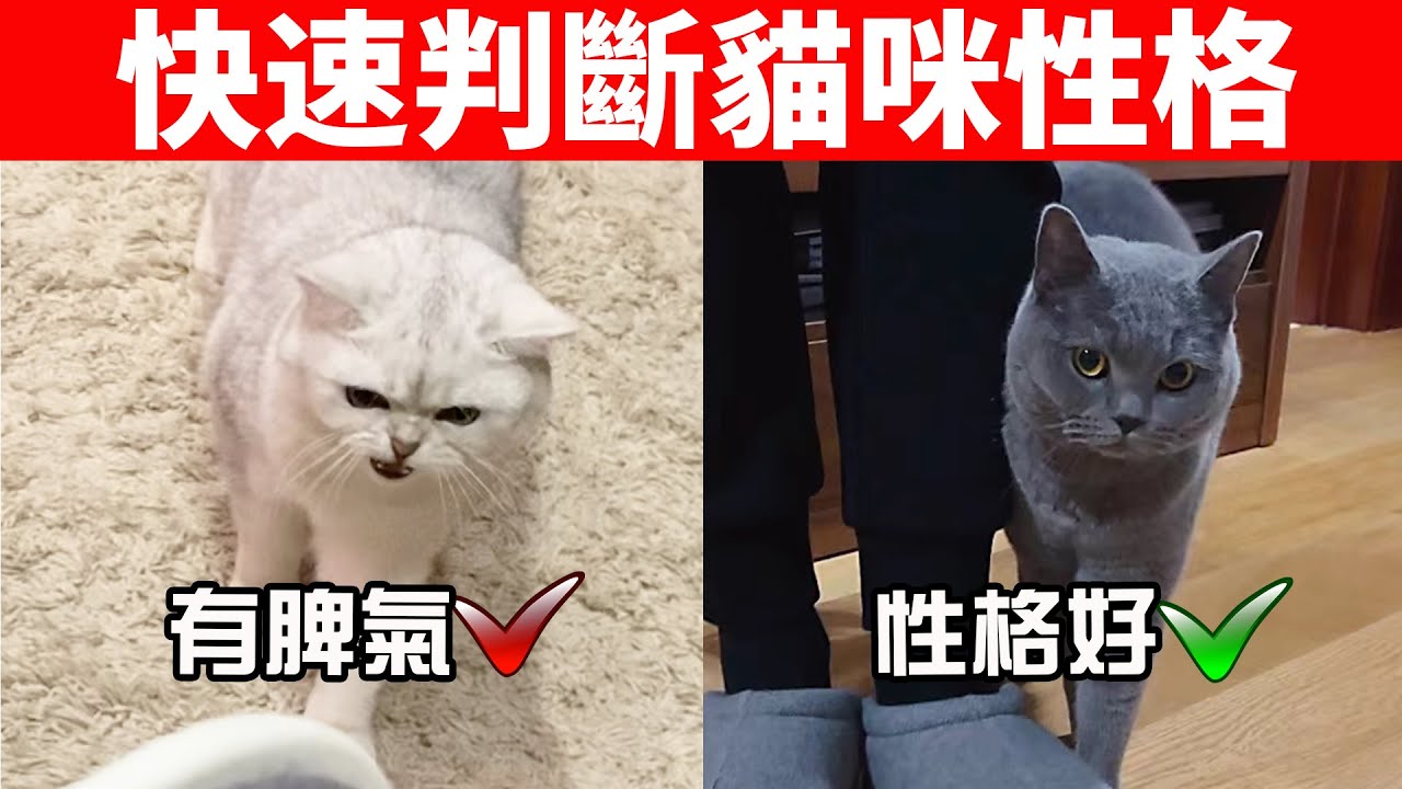 如何快速判斷貓咪性格好不好？試試這6種方法！【初識貓咪EP21】