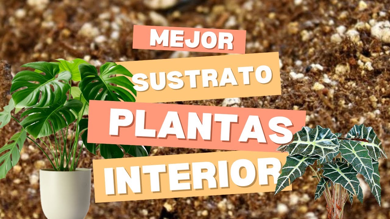 EL MEJOR SUSTRATO PARA PLANTAS DE INTERIOR
