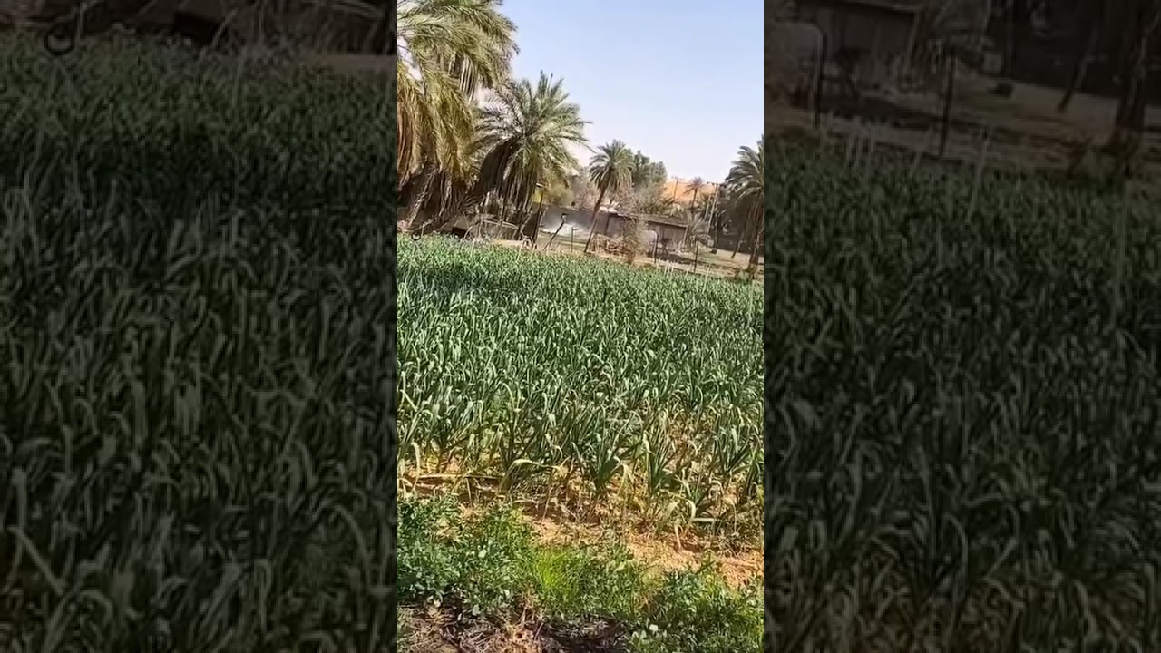 قصة ولد الشايب البخيل و موظف البنك .. يرويها ابوفارس الجميل بالاثله 