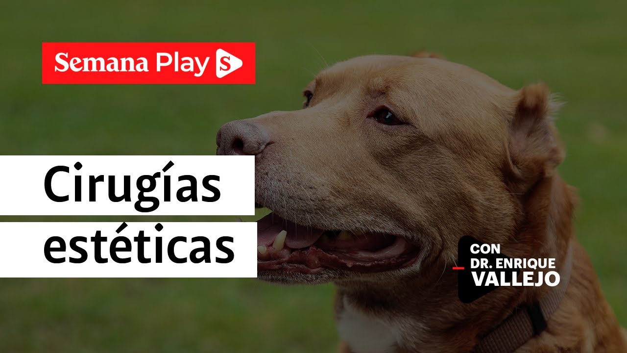 Los riesgos de cortar cola y orejas a los perros | Enrique Vallejo en Salud Animal