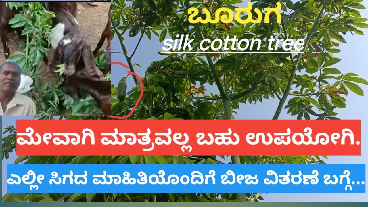 Silk cotton tree -how many uses?