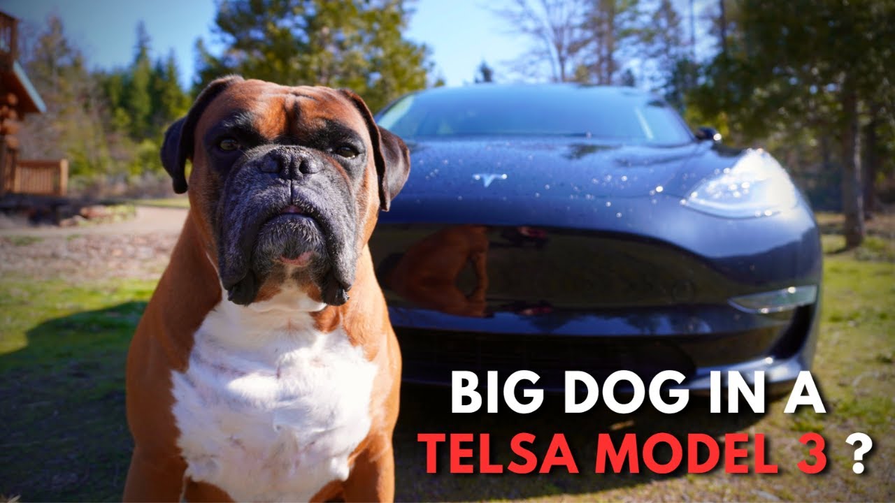Can A Large Dog Fit In A Tesla Model 3 Comfortably?