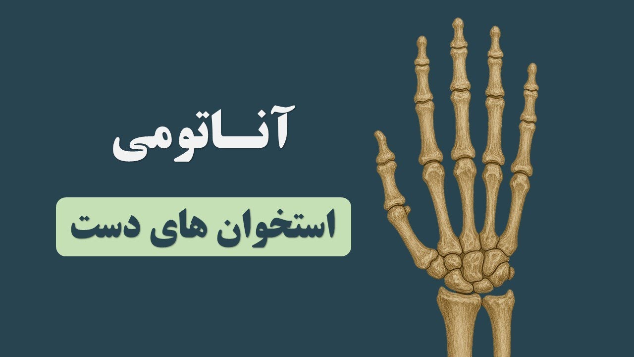 آناتومی استخوان های دست
