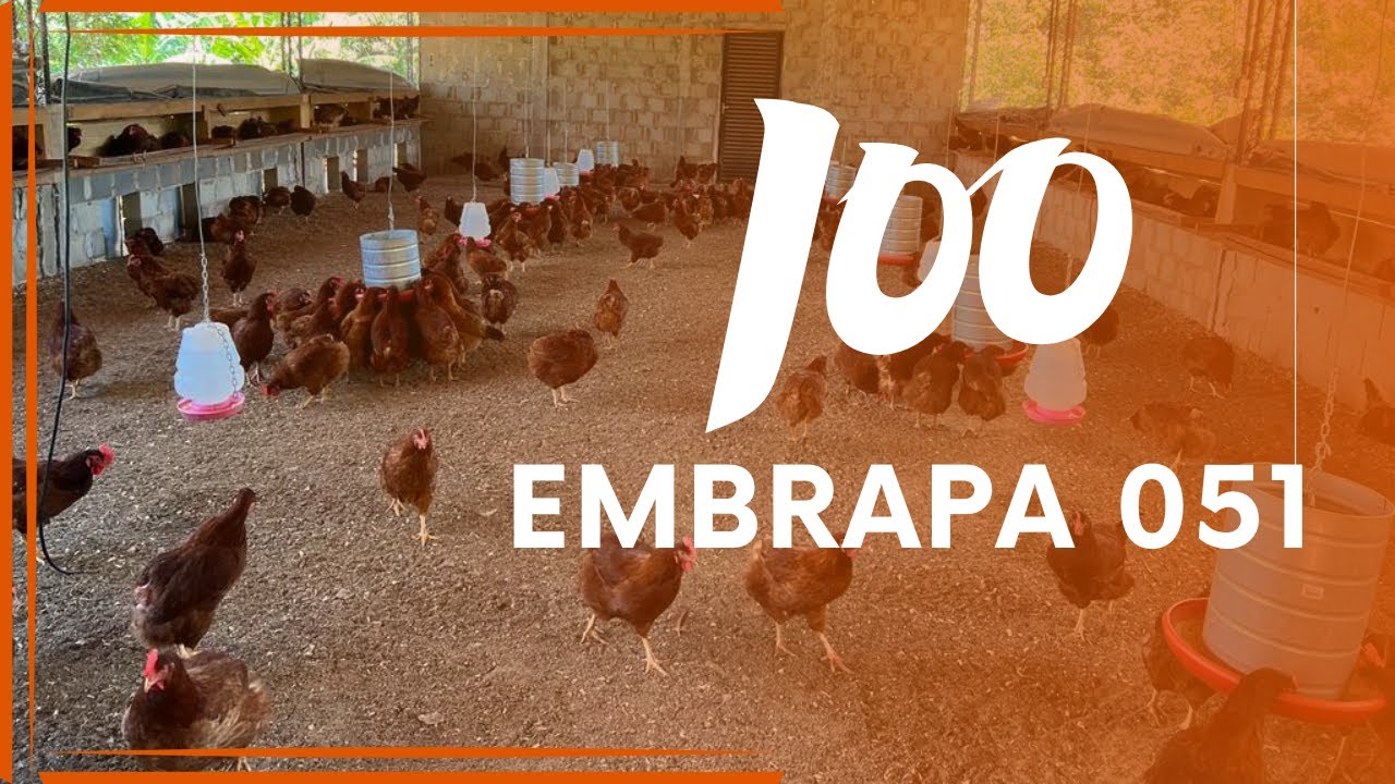 COME&Ccedil;AR com 100 galinhas EMBRAPA 051: custos da estrutura ao in&iacute;cio da postura