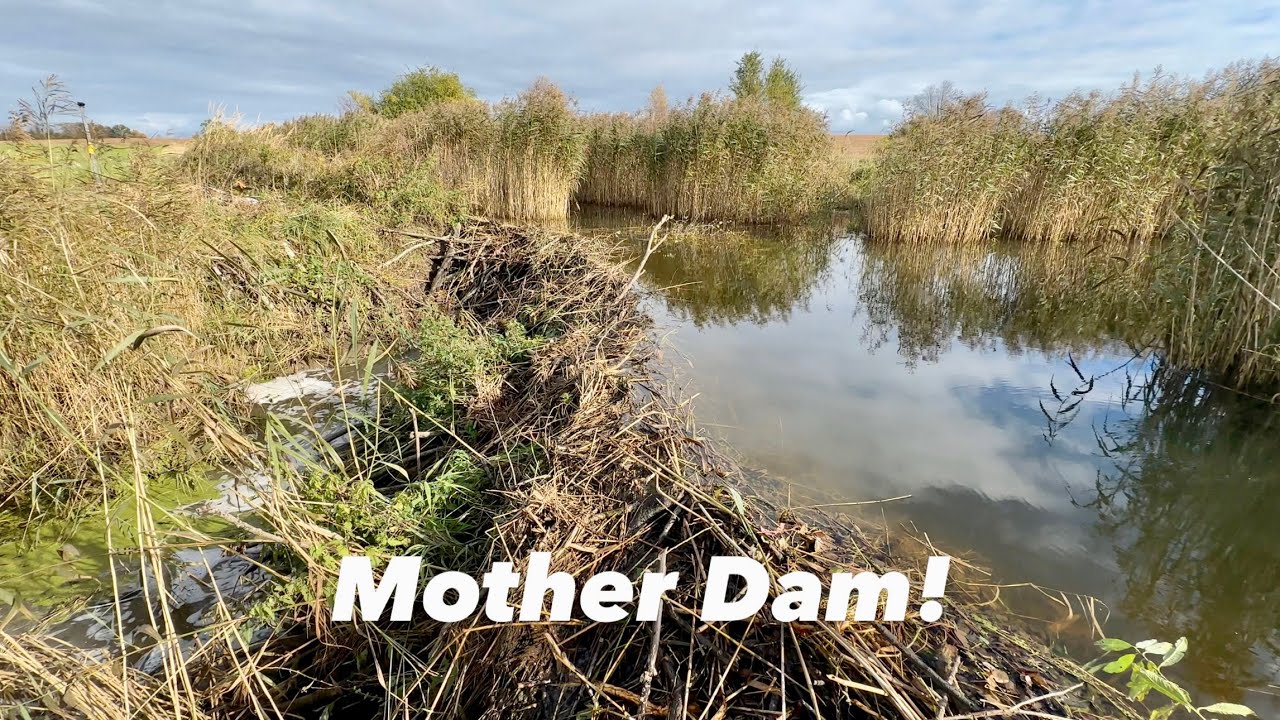 Giant Beaver Dam Hidden in the Reeds