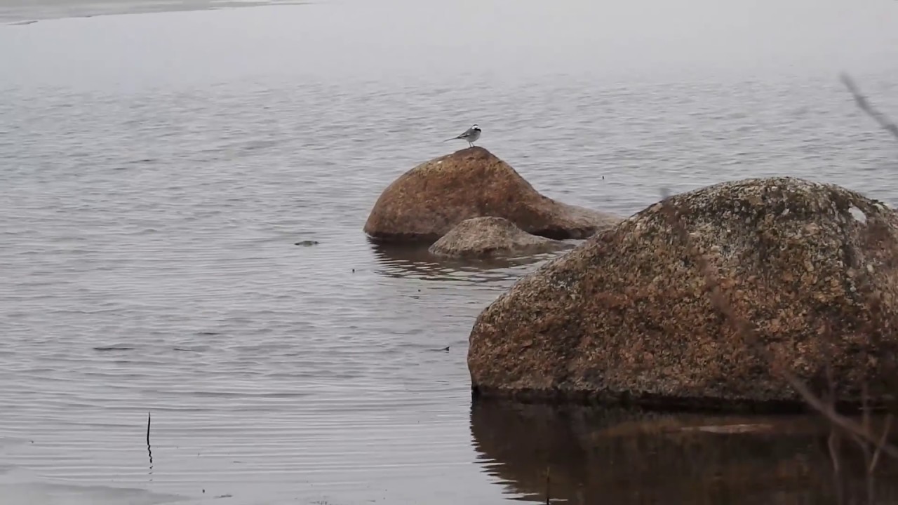 Yhden illan luontohavaintoja takapihalta