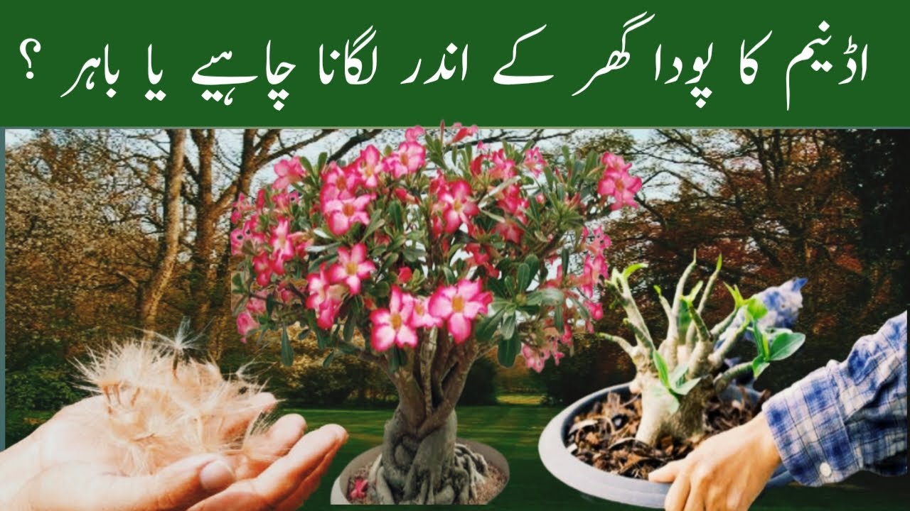 adenium plant indoor or outdoor |adenium ke paudhe ko kaise lagaen |soniagardening