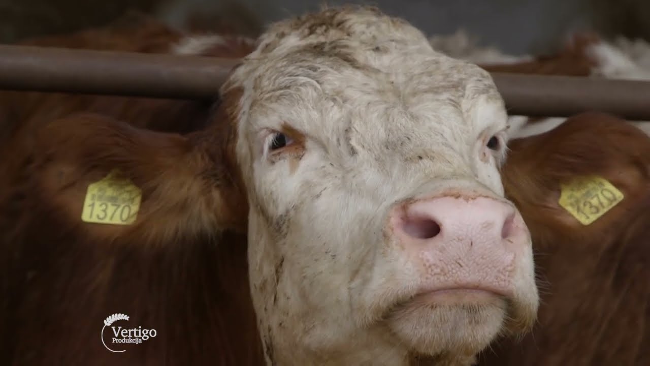 Farma KRAVA i proizvodnja MLEKA u selu Jasa Tomic - U nasem ataru 991