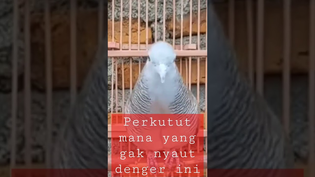 perkutut betina, pancingan agar perkutut jantan bunyi