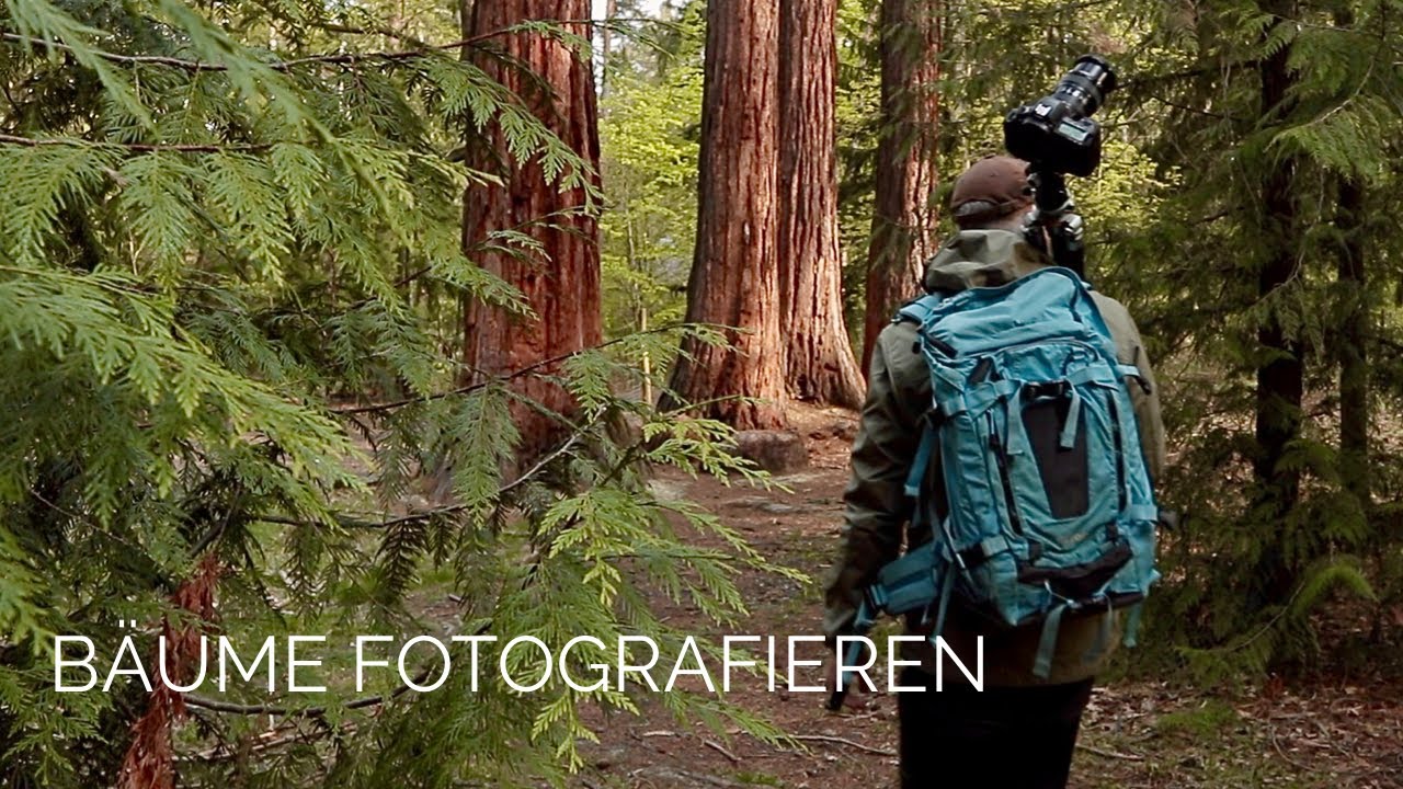 Landschaftsfotografie | Das fotografieren von Bäumen