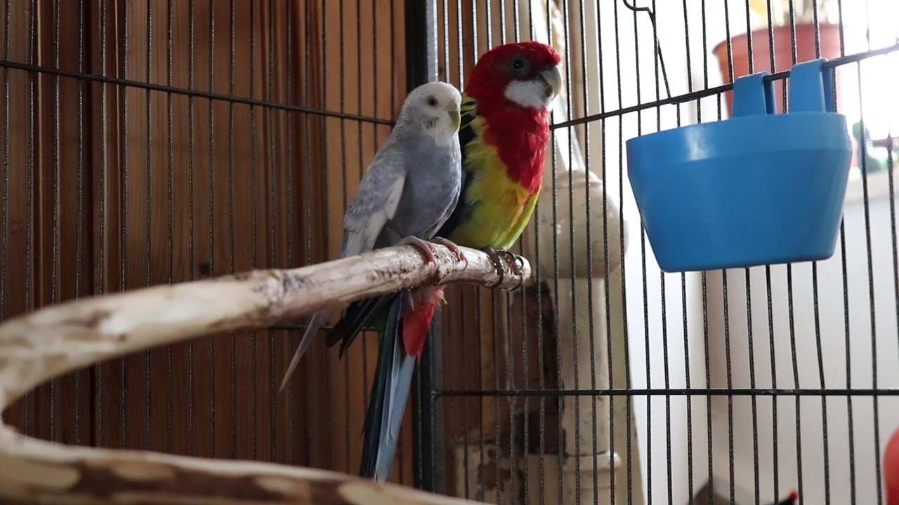 Parrot Coco und Mavish. Parrot Coco full time talking and whisting