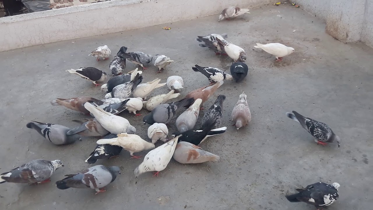 Ravi Bajaj Agra ke kabootar(1)