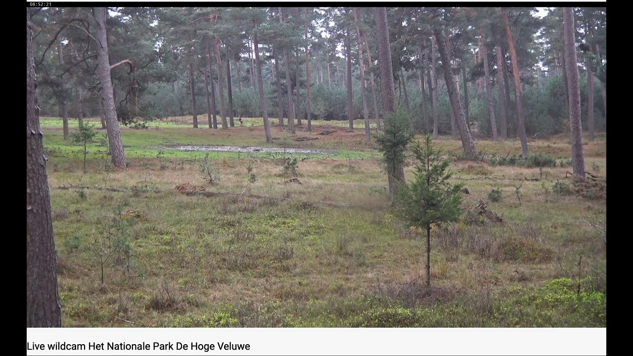 Wolf jaagt twee edelherten weg op de Hoge Veluwe