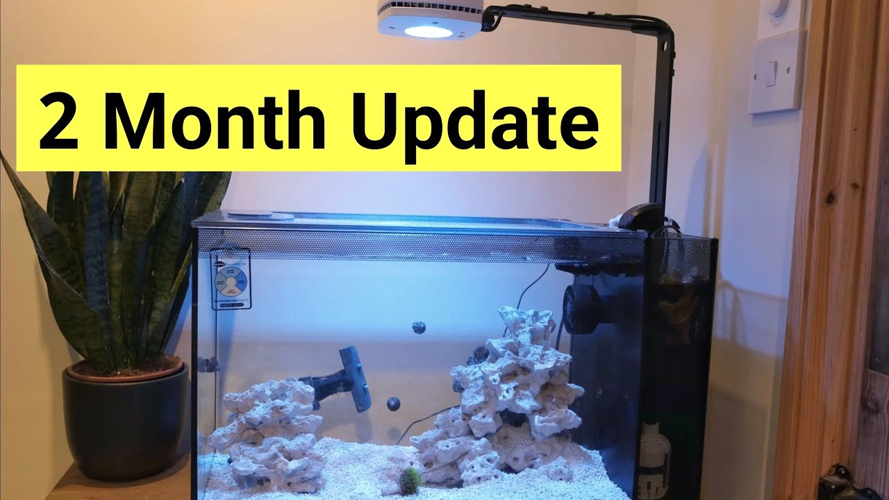 Ранние этапы создания нано-аквариума: Fluval Evo 13.5 (без скиммера)