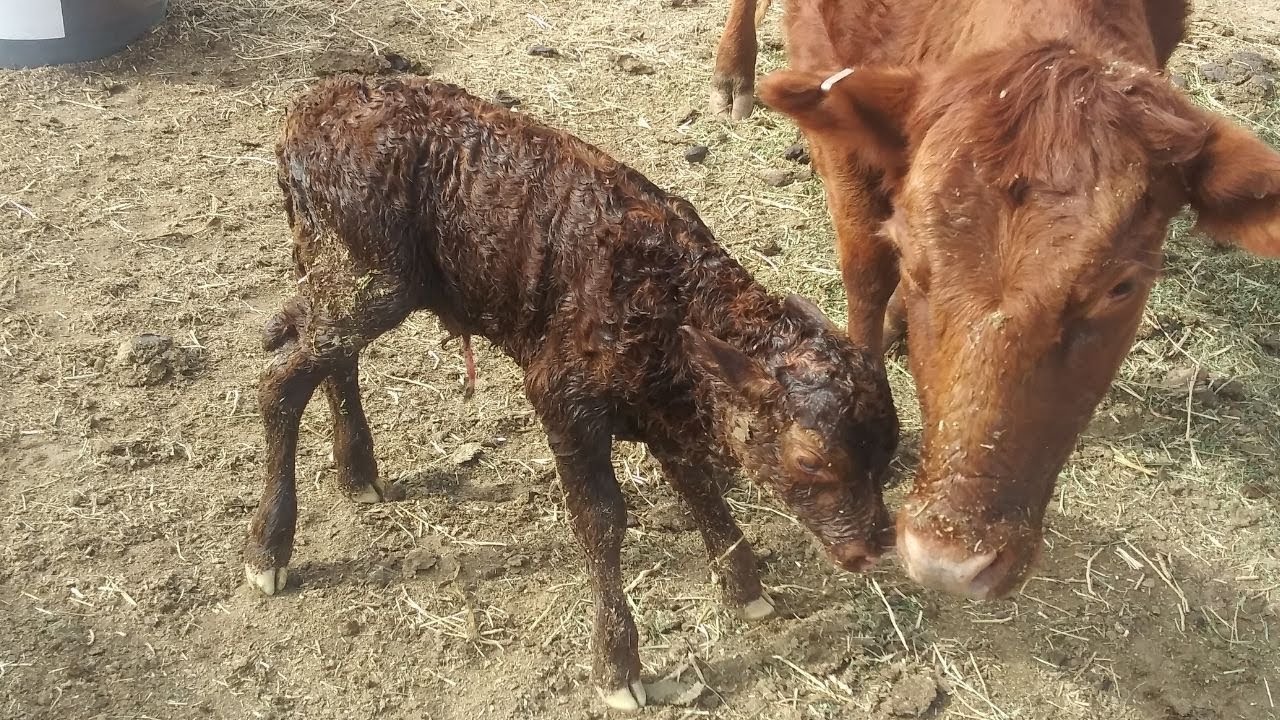Cow Giving Birth To Calf | Homestead Cow Birth #Dextercow #Dextermilkcow