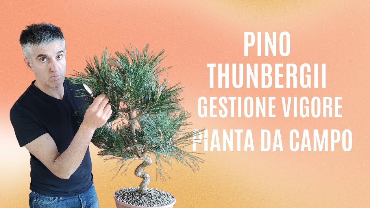 COME INIZIARE un PINO NERO GIAPPONESE, gestione candele e regolazione vigore