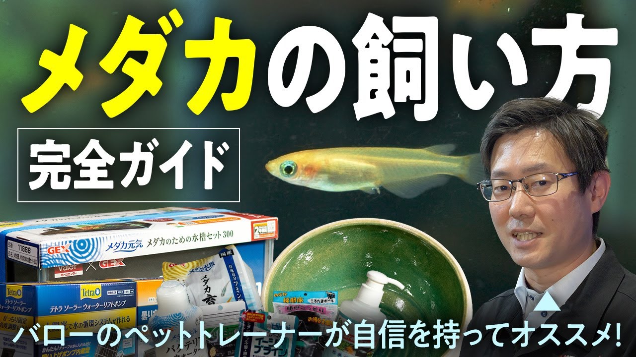 【初心者でも大丈夫!】メダカの飼い方完全ガイド2025