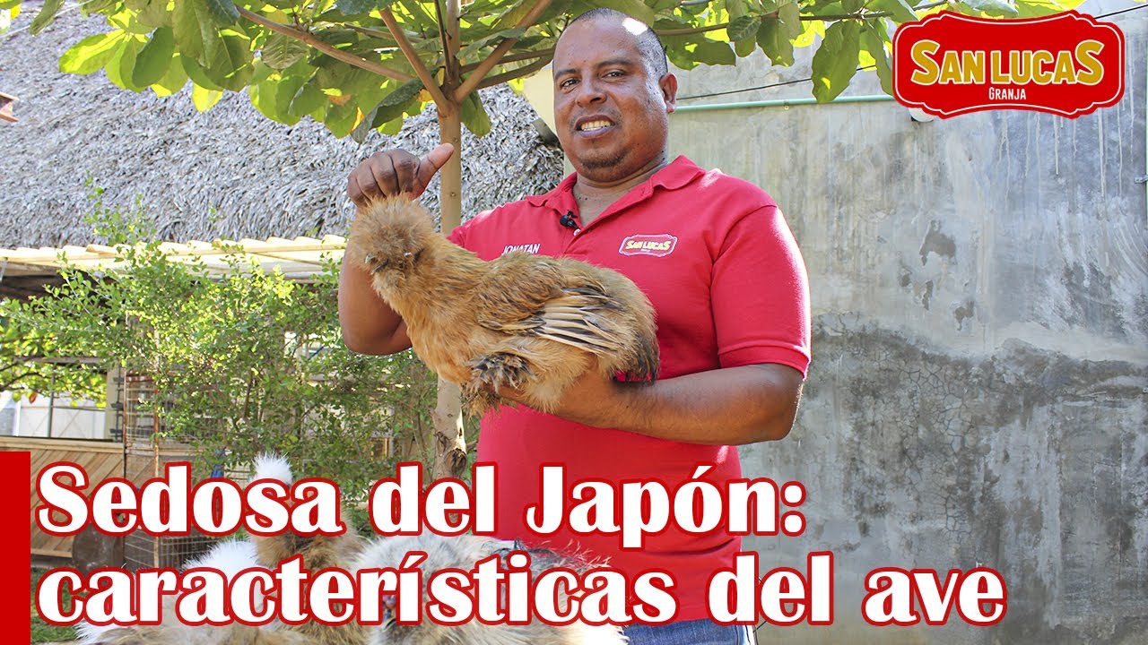 Sedosa del Japón | La gallina más amigable para mascota | Granja San Lucas