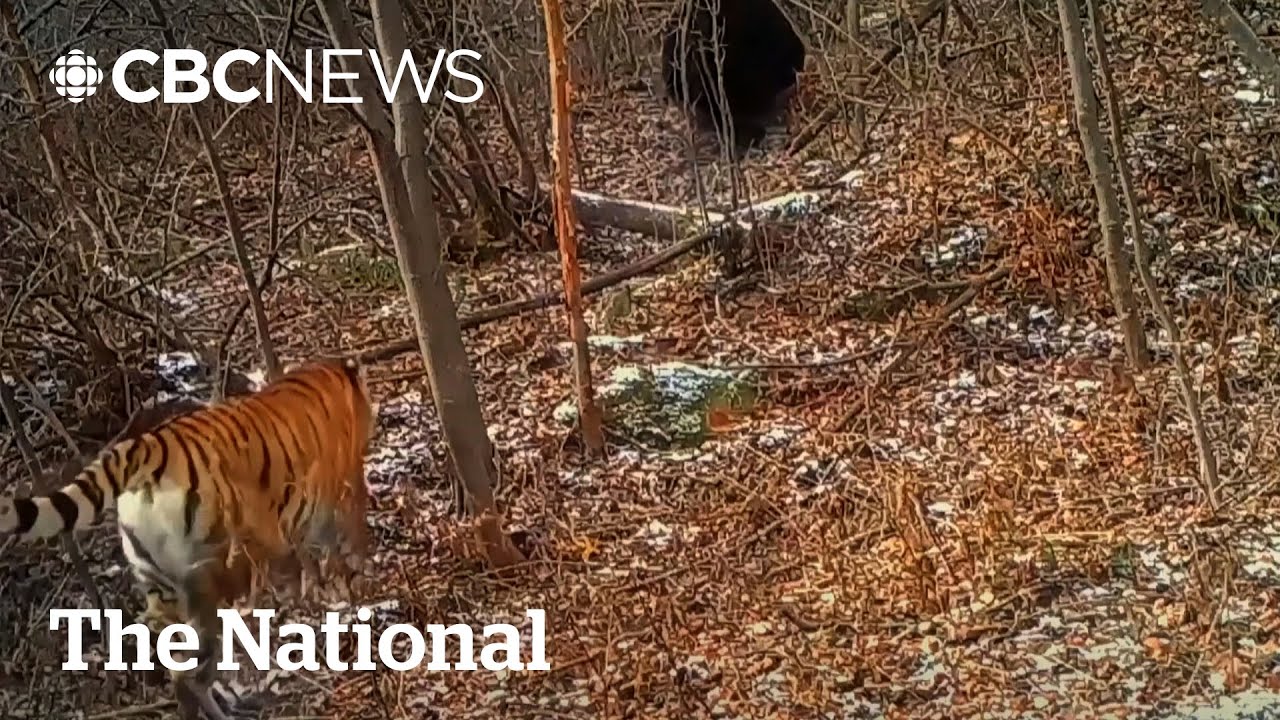 #TheMoment researchers were blown away to learn that tigers hunt bears