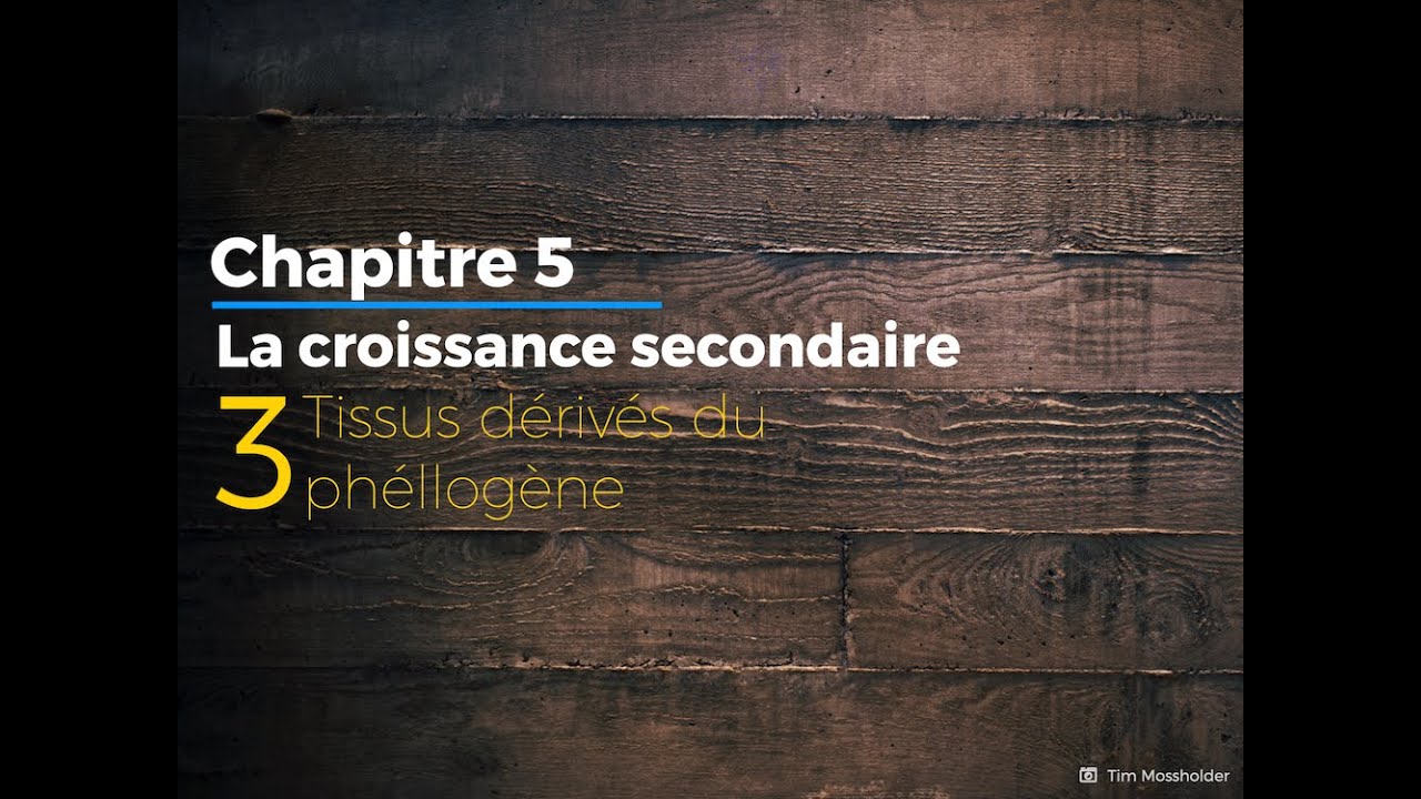 5.3 - Croissance secondaire via le phellogène