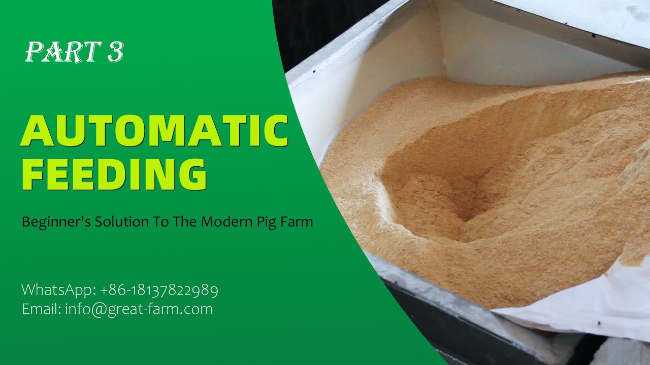 Beginner's Solution To The Modern Pig Farm - Automatic feeding system